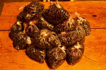 Blueberries bagged and ready for the freezer